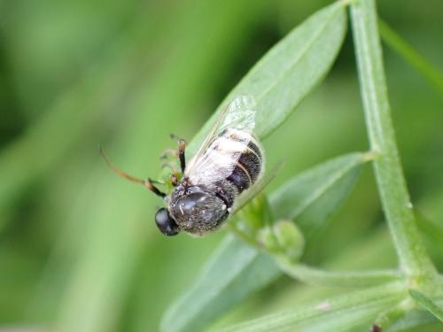 Réf. 352 361 : Ogcodes gibbosus